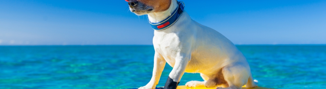 5-pet-friendly-places-to-stay-in-clearwater-beach-florida-family